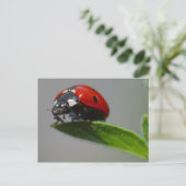 Ladybug-Briefkaart Briefkaart (Staand voorkant)
