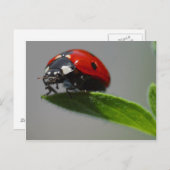 Ladybug-Briefkaart Briefkaart (Voorkant / Achterkant)