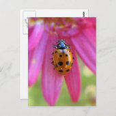 Ladybug-Briefkaart Briefkaart (Voorkant / Achterkant)
