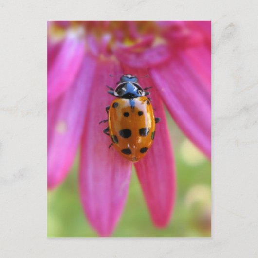 Ladybug-Briefkaart Briefkaart (Voorkant)