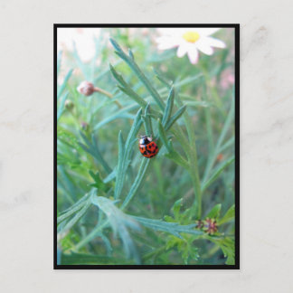 Ladybug-Briefkaart Briefkaart