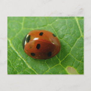 Ladybug-Briefkaart Briefkaart