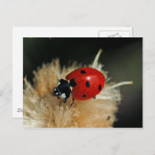 Ladybug-briefkaart Briefkaart (Voorkant / Achterkant)