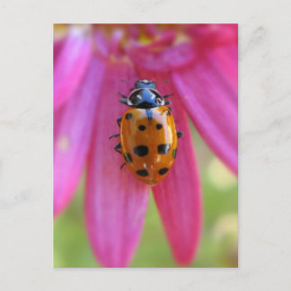 Ladybug-Briefkaart Briefkaart