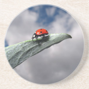 Ladybug Calm vóór het Onderzetter van het Storm
