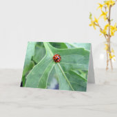 Ladybug - Carte de voeux (Fleur jaune)