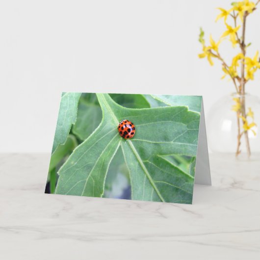 Ladybug - Carte de voeux (Fleur jaune)