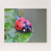 Ladybug Close-Up, Jigsaw Puzzle (Horizontal)