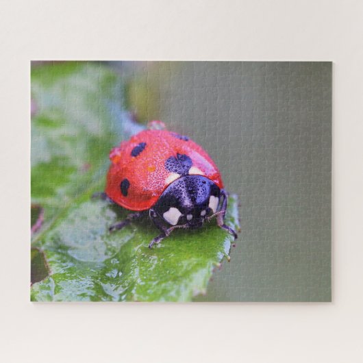 Ladybug Close-up, Jigzaag Puzzle Legpuzzel (Horizontaal)