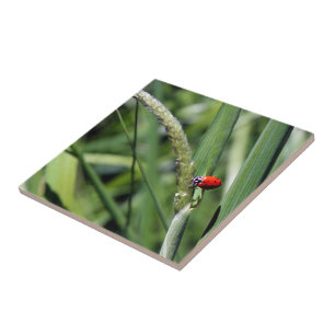 Ladybug (Coccinellidae) Tegeltje