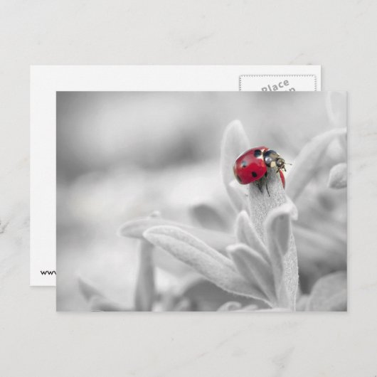 Ladybug dans la carte blanche (Devant / Derrière)