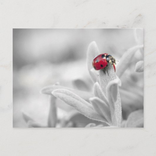 Ladybug dans la carte blanche (Devant)