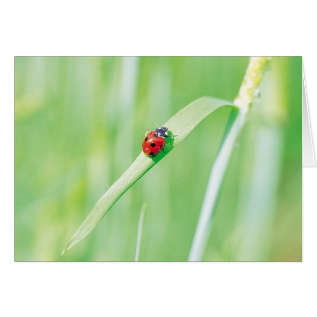 Ladybug dans l'herbe (Devant horizontal)