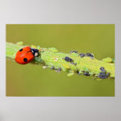 Ladybug-eetbladluizen Poster (Voorkant)