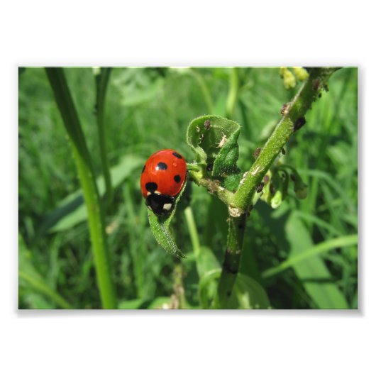 Ladybug en Aphids Foto Afdruk (Voorkant)