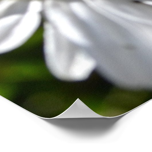 Ladybug en Daisies Poster (Hoek)