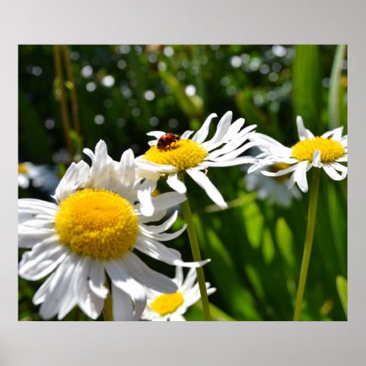 Ladybug en Daisies Poster (Voorkant)