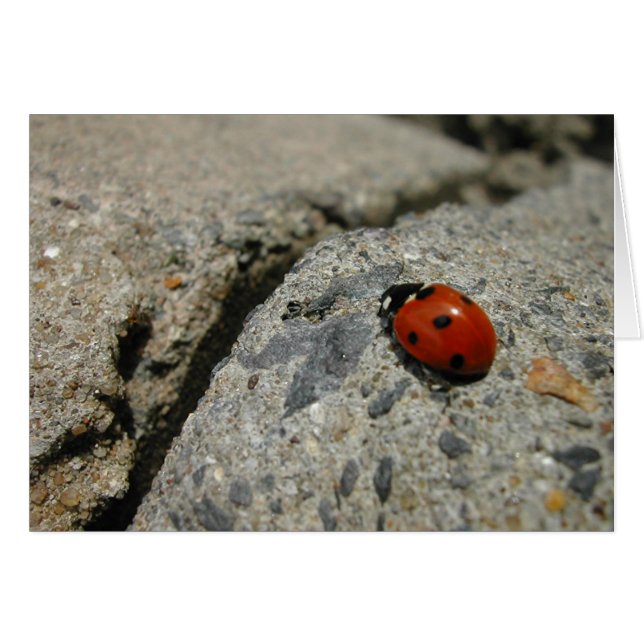 ladybug en de kurb (stoep) (Voorkant Horizontaal)