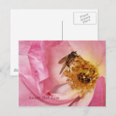 Ladybug en Vlieg op een Roos van de Knock uit Briefkaart (Voorkant / Achterkant)