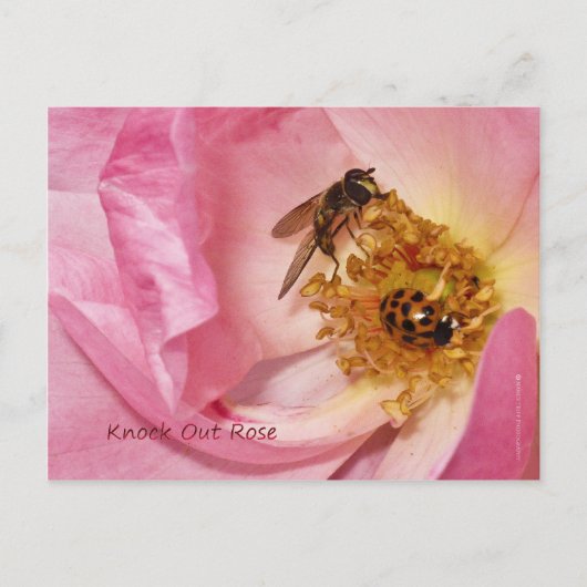 Ladybug en Vlieg op een Roos van de Knock uit Briefkaart (Voorkant)