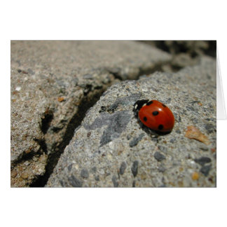 ladybug et le kurb (trottoir)