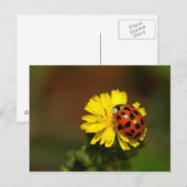 Ladybug Greetings Briefkaart (Voorkant / Achterkant)