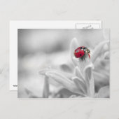Ladybug in de witte kaart (Voorkant / Achterkant)