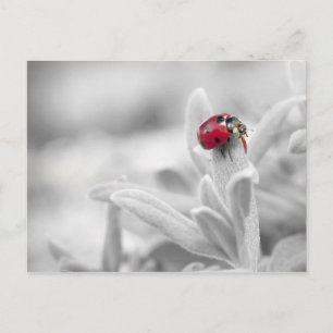 Ladybug in de witte kaart