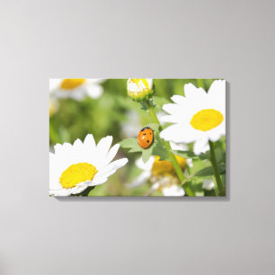 Ladybug in een Daisy Garden Canvas Afdruk