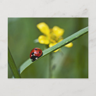 Ladybug in Grass close up Briefkaart