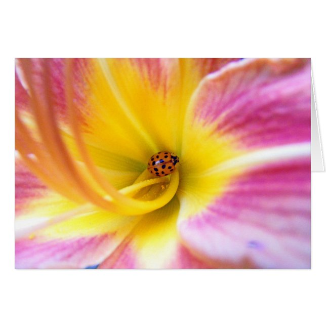 Ladybug in Lilly (Voorkant Horizontaal)