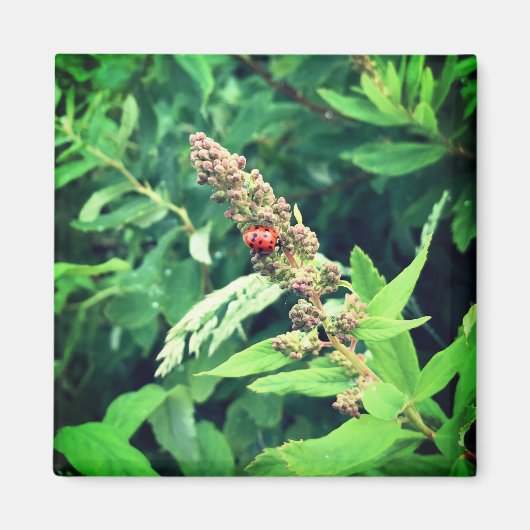 Ladybug in Spring Magneet (Voorkant)