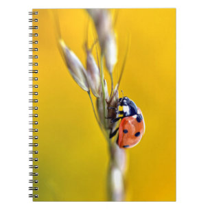 Ladybug in stengelpuzzel van briefkaart notitieboek