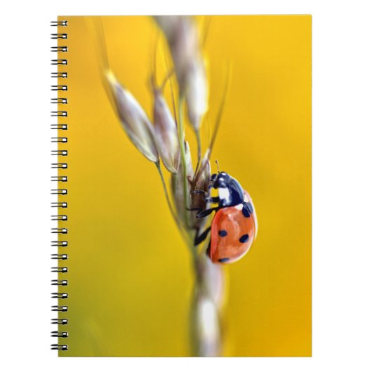 Ladybug in stengelpuzzel van briefkaart notitieboek (Voorkant)