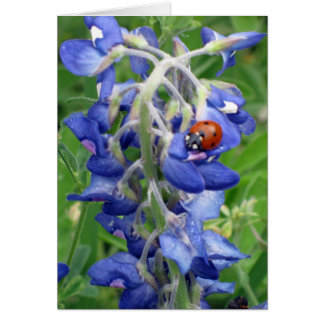 Ladybug in Texas Bluebonnet