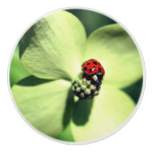 Ladybug in White Dogwood Flower Close Keramische Knop (Voorkant)