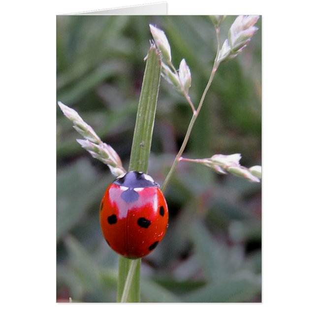Ladybug-kaart (Voorkant)