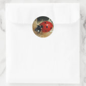 Ladybug - Lady Beetles stickers (Sac)