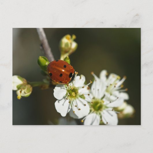Ladybug - Ladybird Briefkaart - Ladybug on Hawthor (Voorkant)
