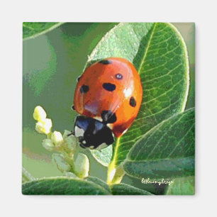 Ladybug Ladybug Magneet