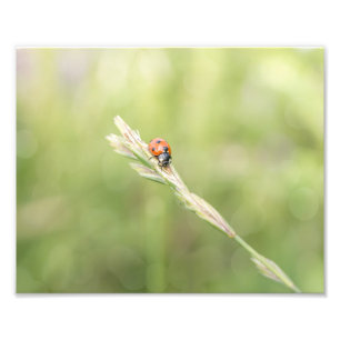 Ladybug Ladybug Où Êtes-Vous Allé Imprimer Photo