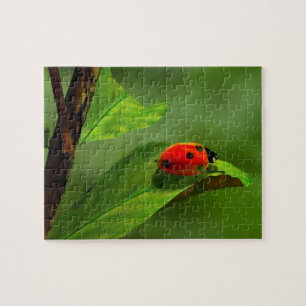 Ladybug Legpuzzel