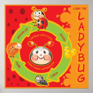Ladybug Life Cylce Poster voor kinderen