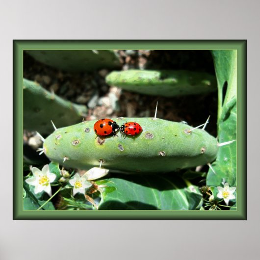 Ladybug Love Poster (Voorkant)