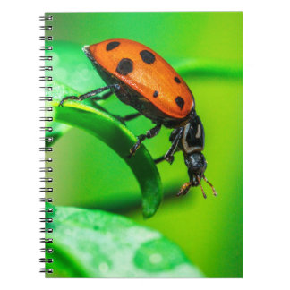 Ladybug Macro Spiral Notebook Nature Art Journal
