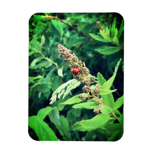 Ladybug Magneet (Verticaal)