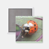 Ladybug Magnet (Recto/Verso)