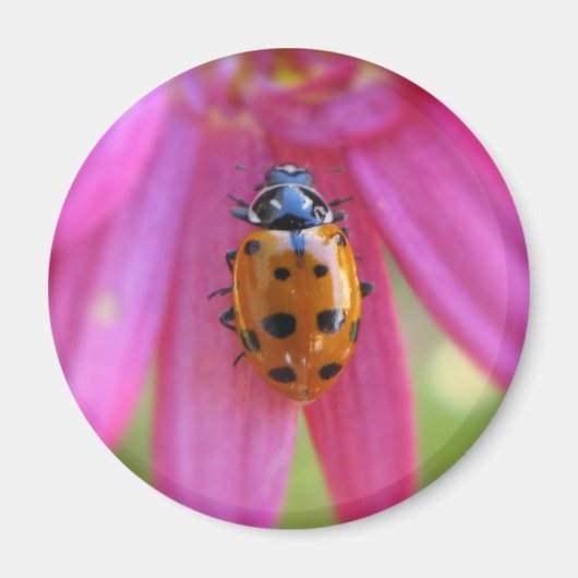 Ladybug Magnet (Devant)