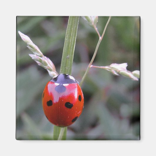Ladybug Magnet (Devant)