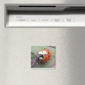 Ladybug Magnet Magneet (Insitu (Vaatwasser))